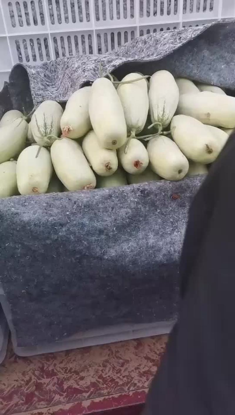 山东莘县精品网纹瓜