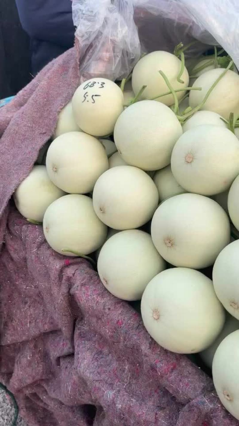 山东莘县精品网纹瓜