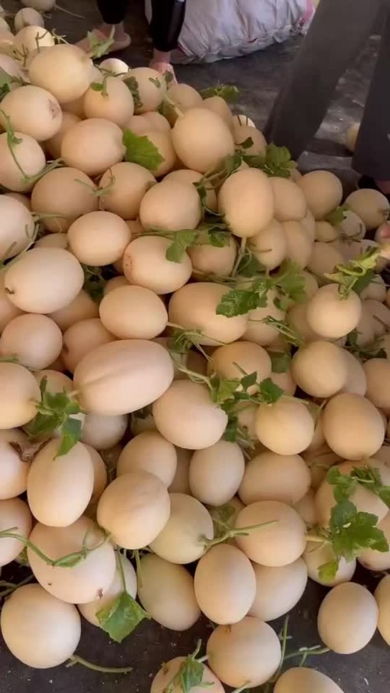 山东莘县精品网纹瓜