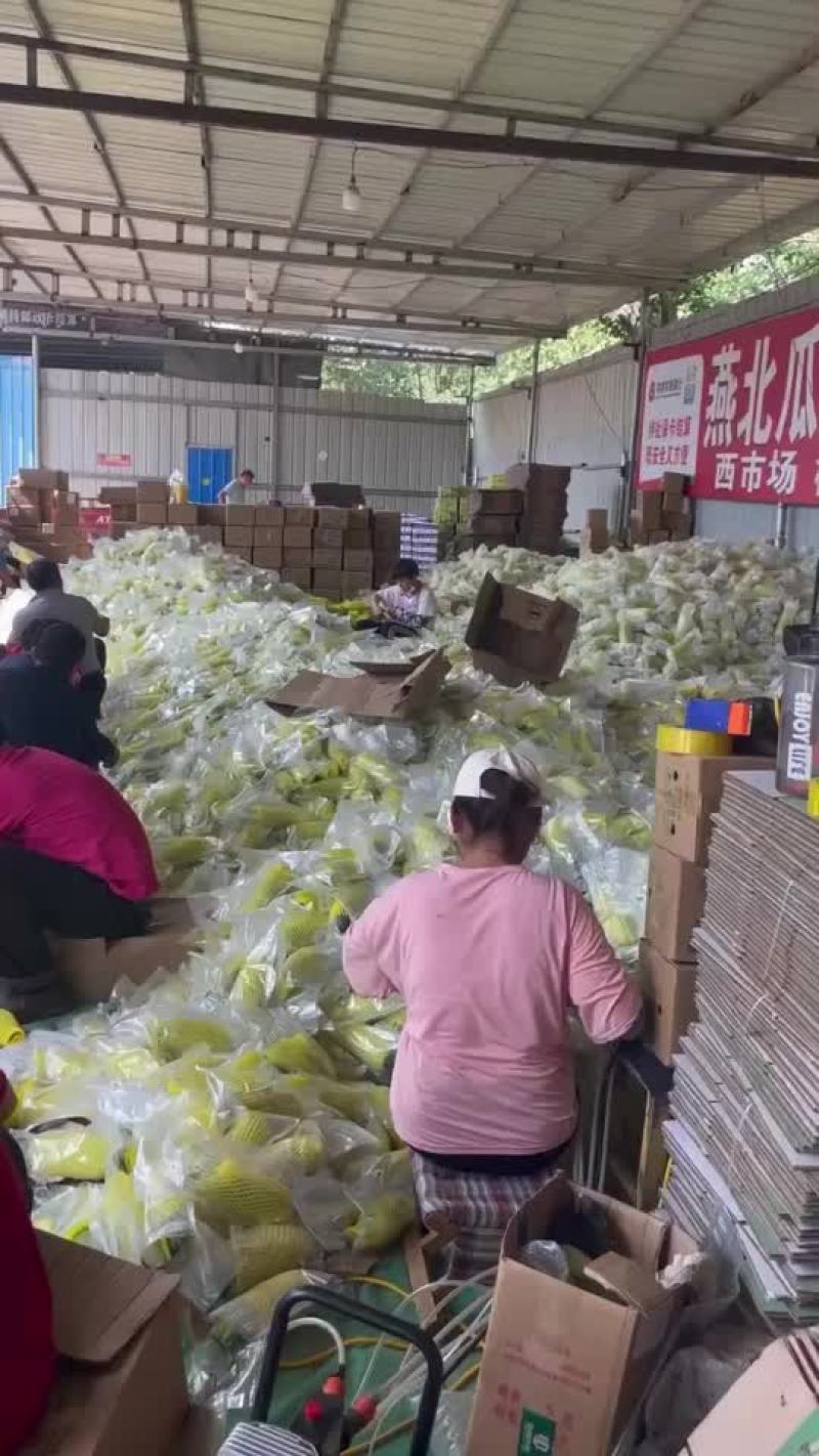 山东莘县精品网纹瓜