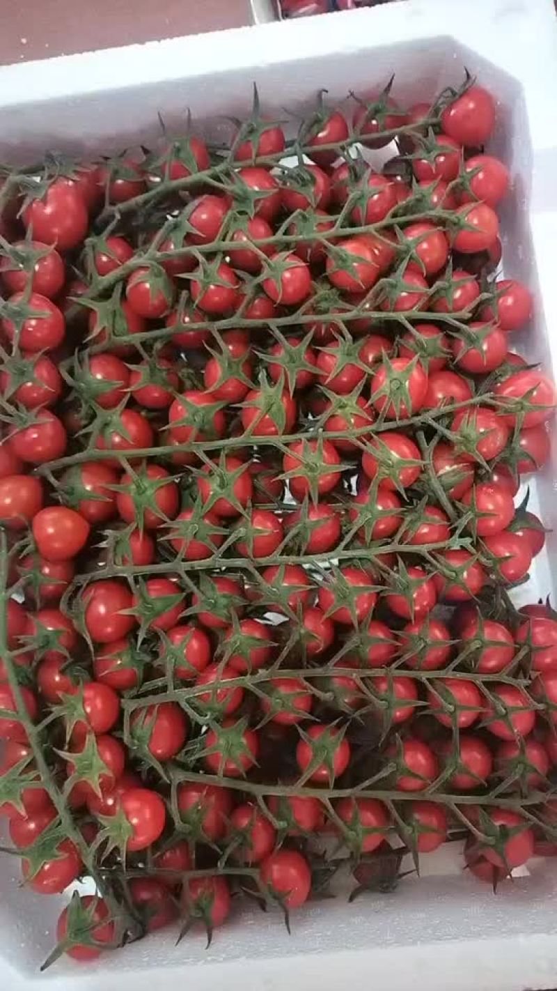 山东莘县精品网纹瓜