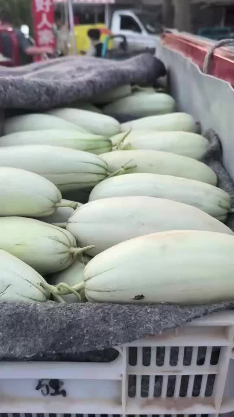 山东莘县精品网纹瓜