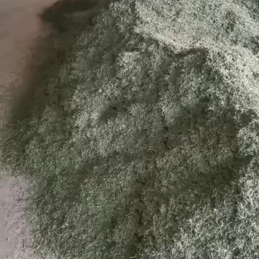 二茬半枝莲片子加工中