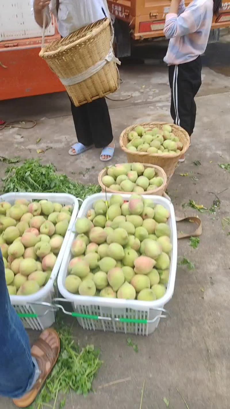 云南开远百年鹰嘴桃