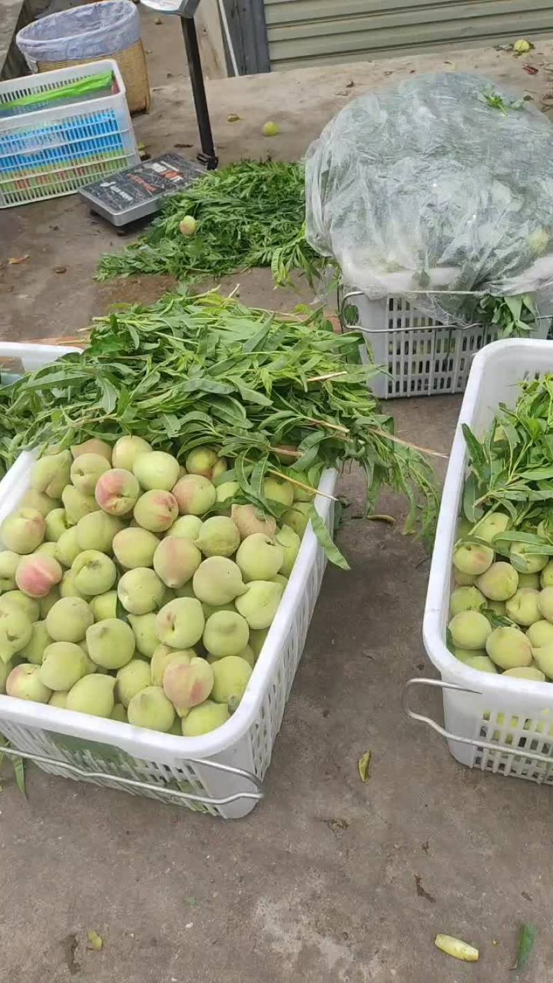 云南开远百年鹰嘴桃