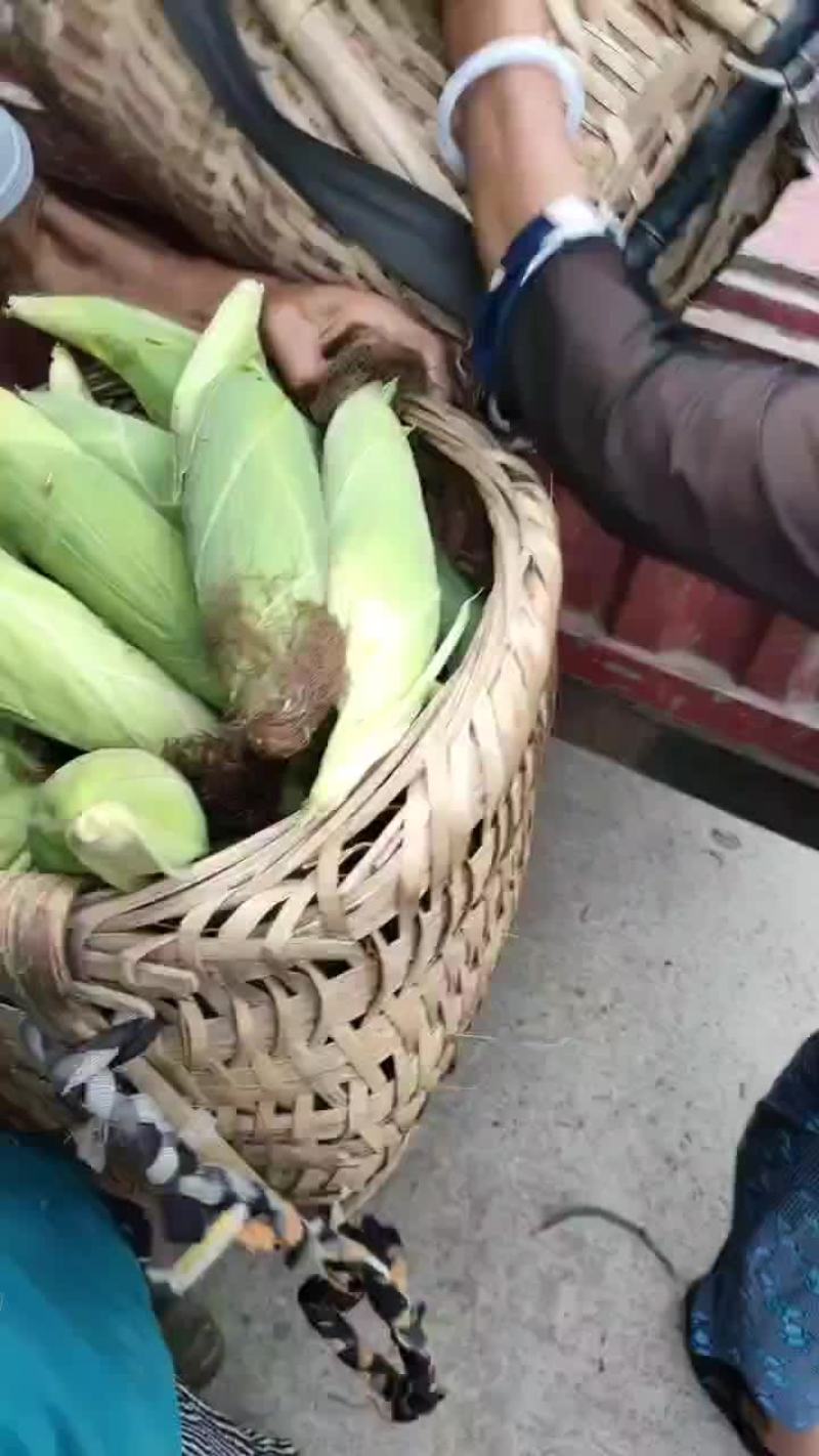 黄甜玉米