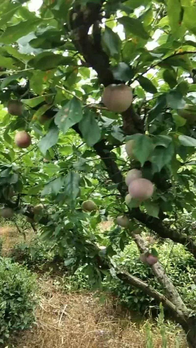 福建芙蓉李电商李大量上市了