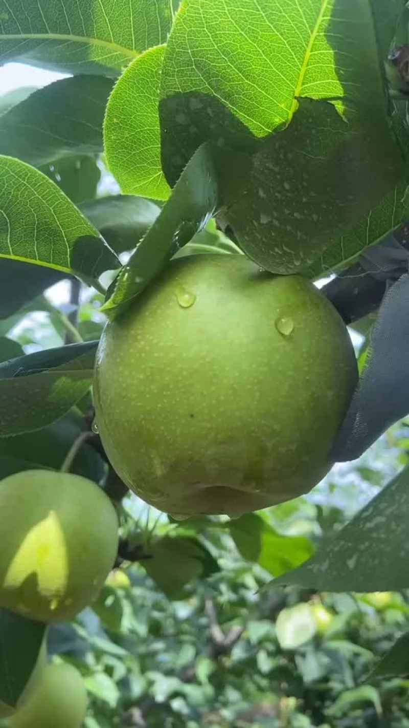 翠冠梨