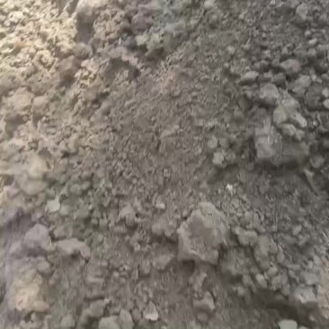 脱水牛粪非常干净没杂质