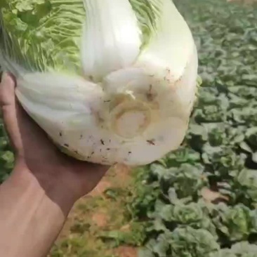 大白菜