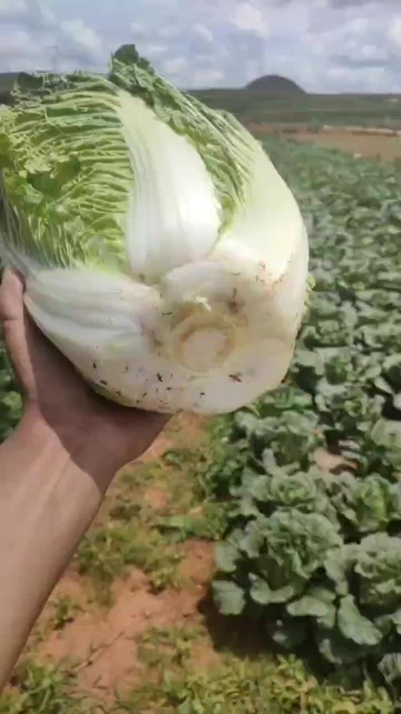 大白菜
