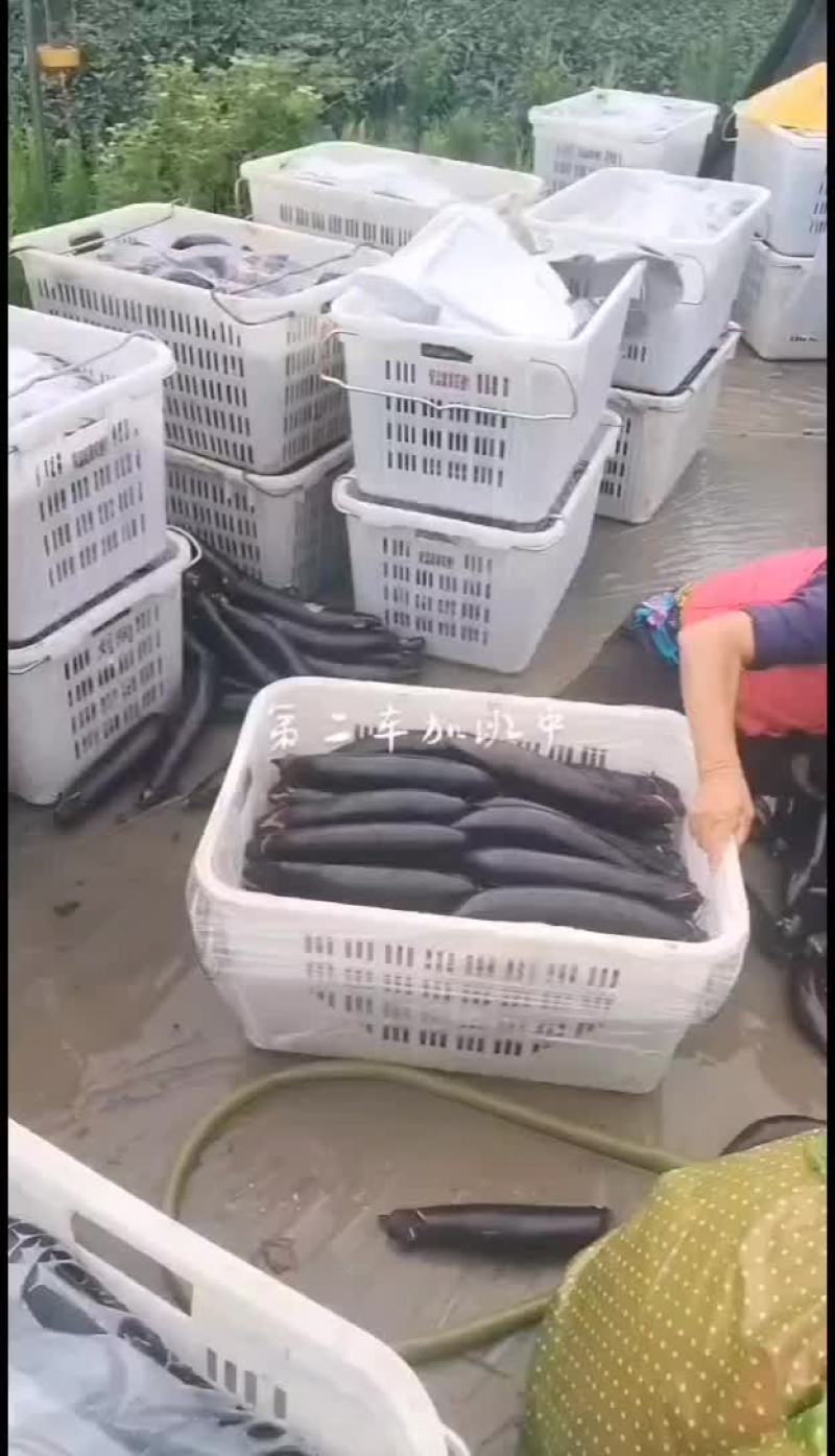 茄子上市了，便宜了