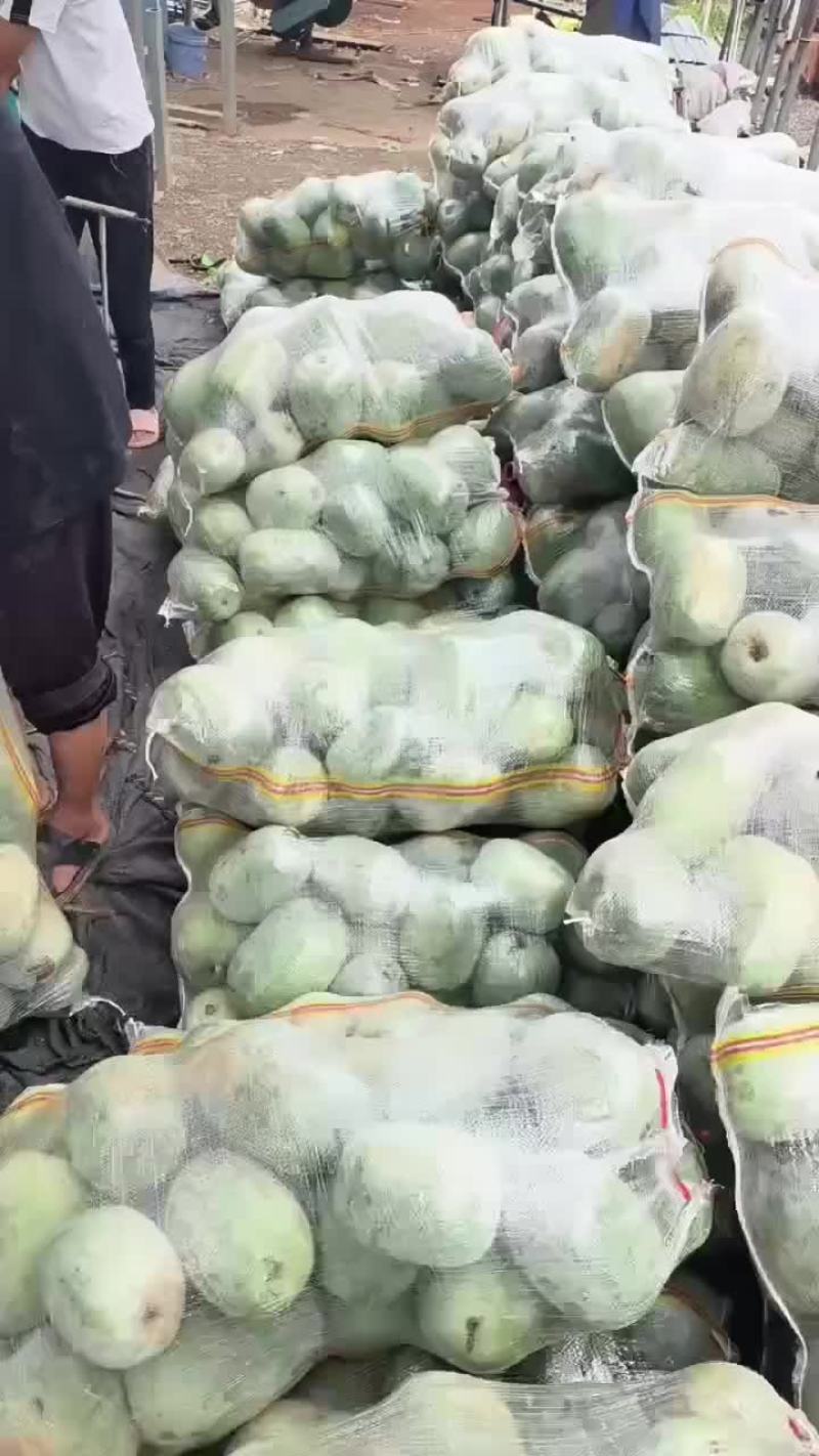 河南水果东瓜，冬瓜。迷你冬瓜电商专用，产地直销。