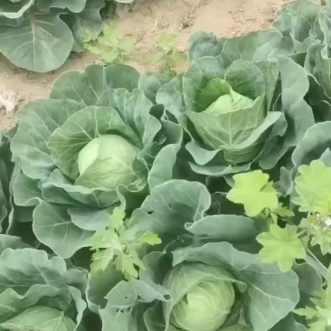 甘蓝