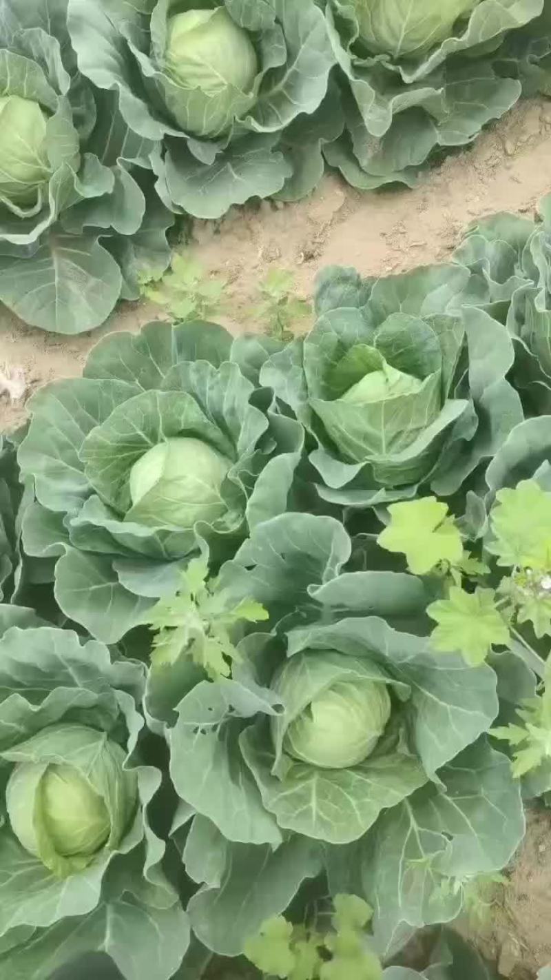 甘蓝
