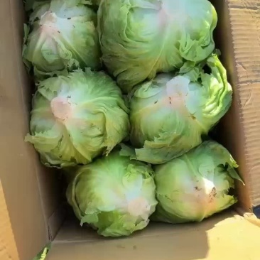 球生菜