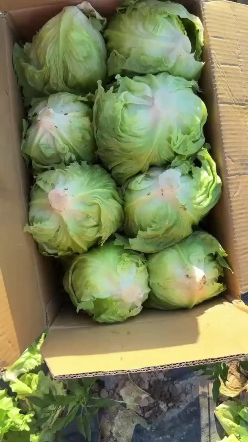 球生菜