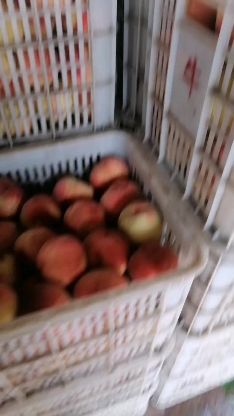 沙红桃