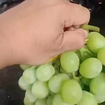 云南青提
