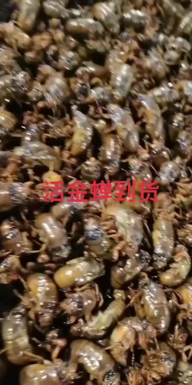 新鲜速冻群鸣金蝉，知了猴，大量出售，
