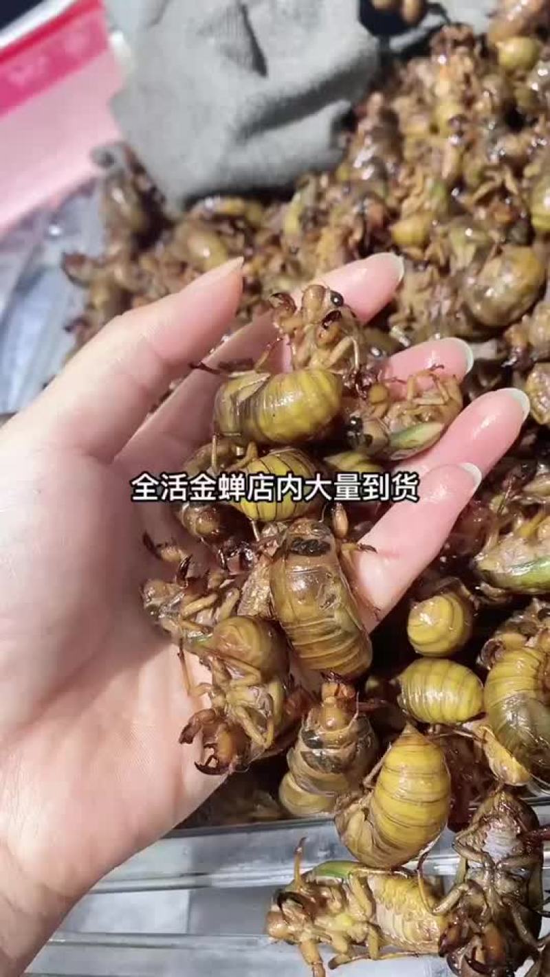 新鲜速冻群鸣金蝉，知了猴，大量出售，