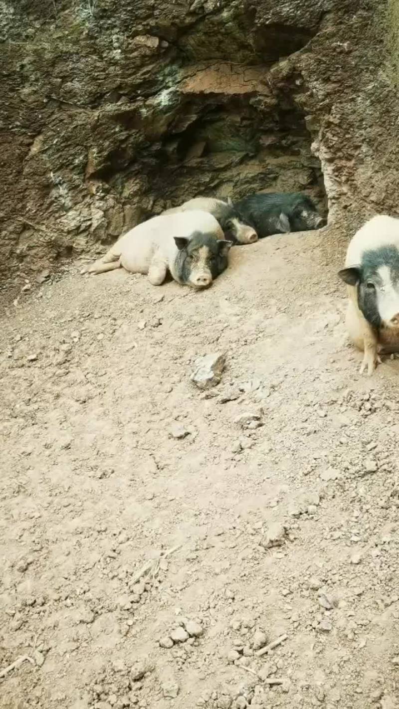 巴马香猪