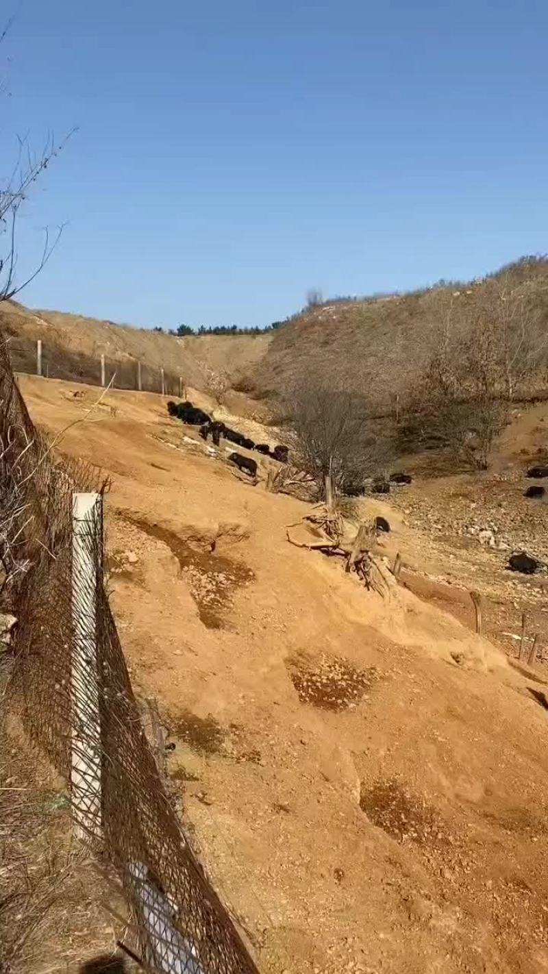 巴马香猪