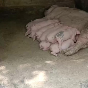 精品良杂仔猪