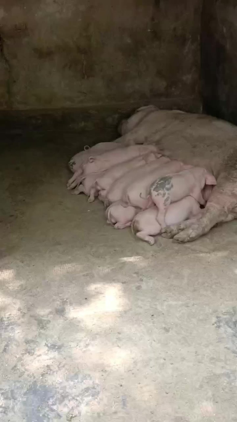 精品良杂仔猪