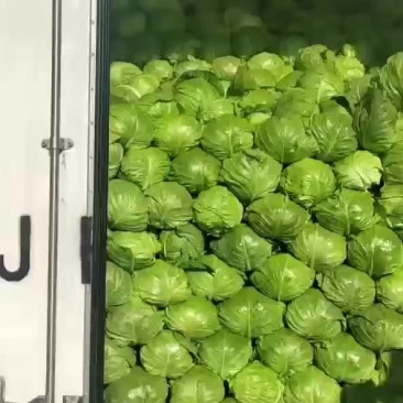 玲珑黄大白菜，甘蓝