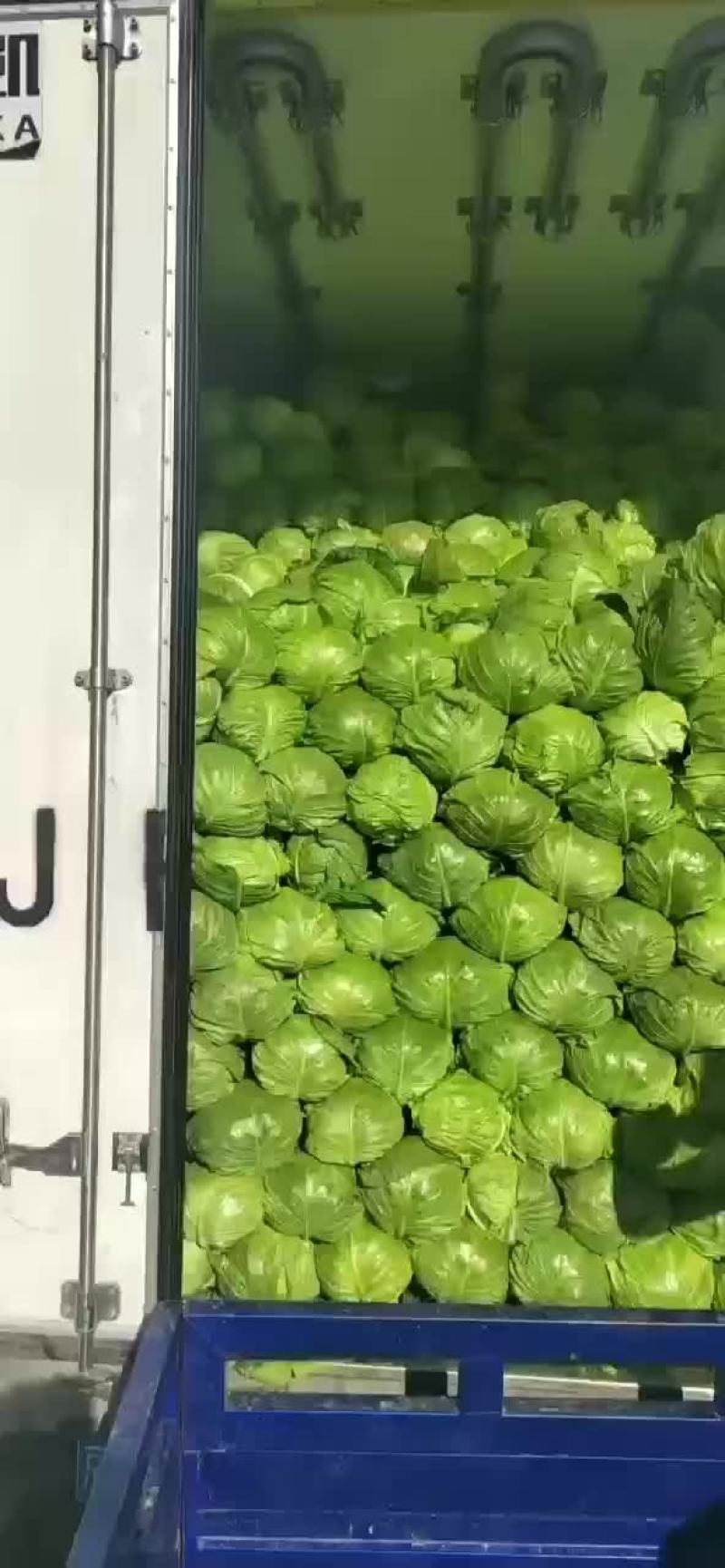 玲珑黄大白菜，甘蓝