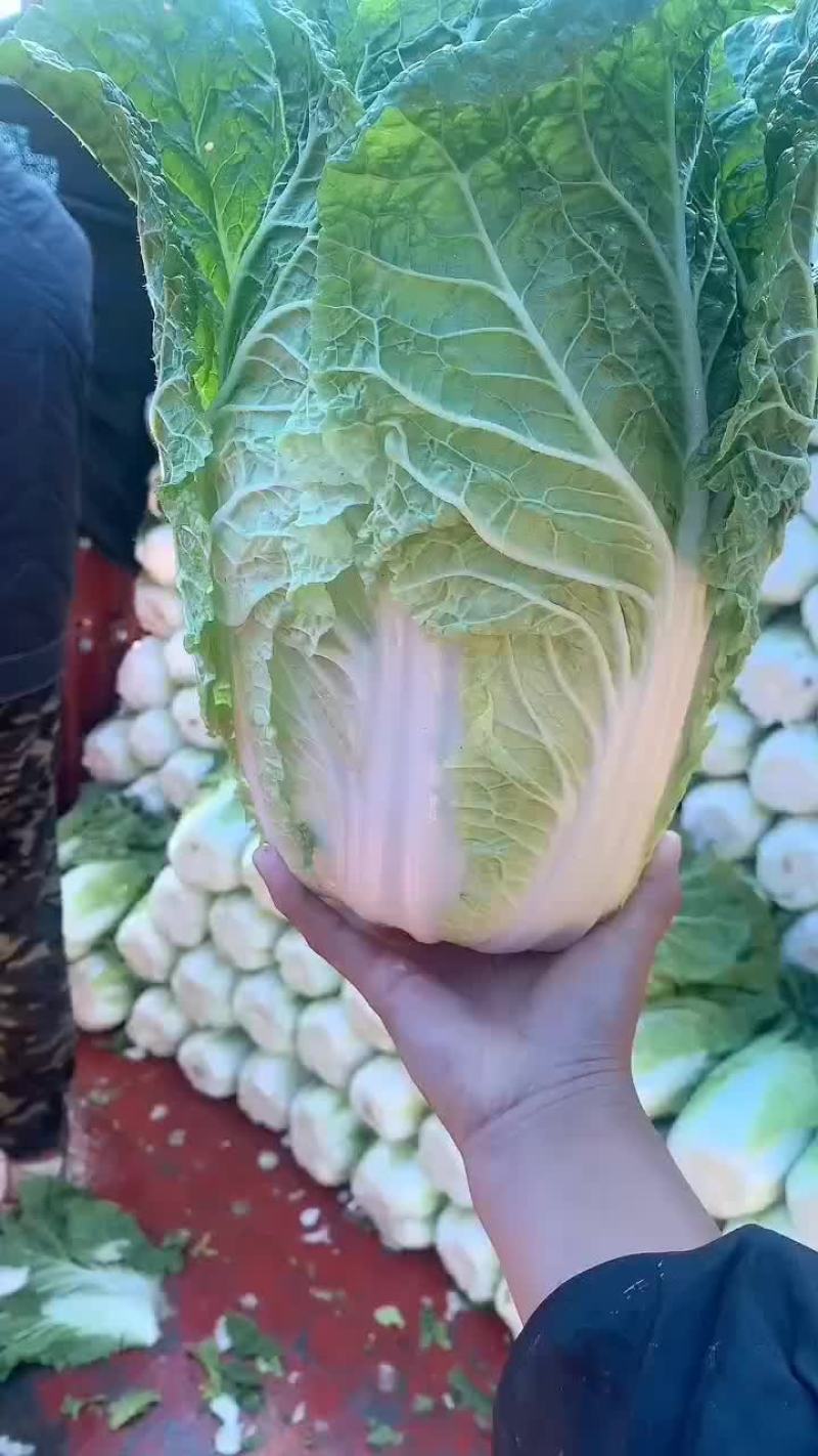 玲珑黄大白菜，甘蓝