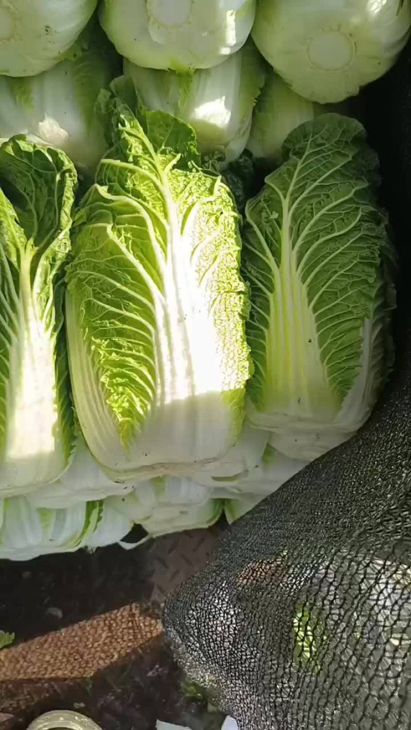 玲珑黄大白菜，甘蓝