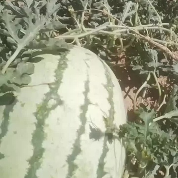新疆哈密西瓜