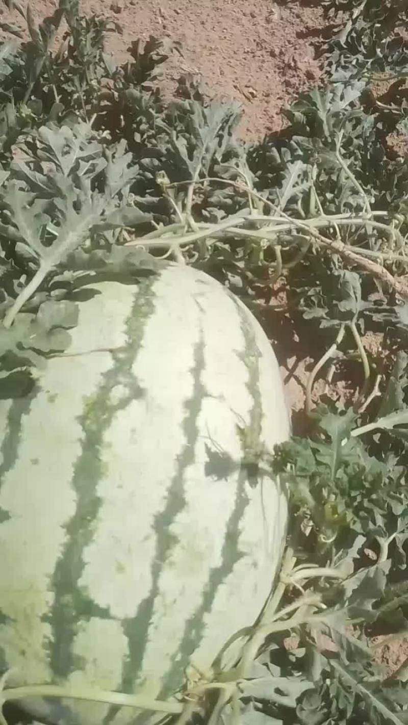 新疆哈密西瓜