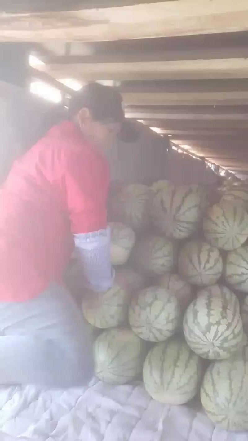 新疆哈密西瓜