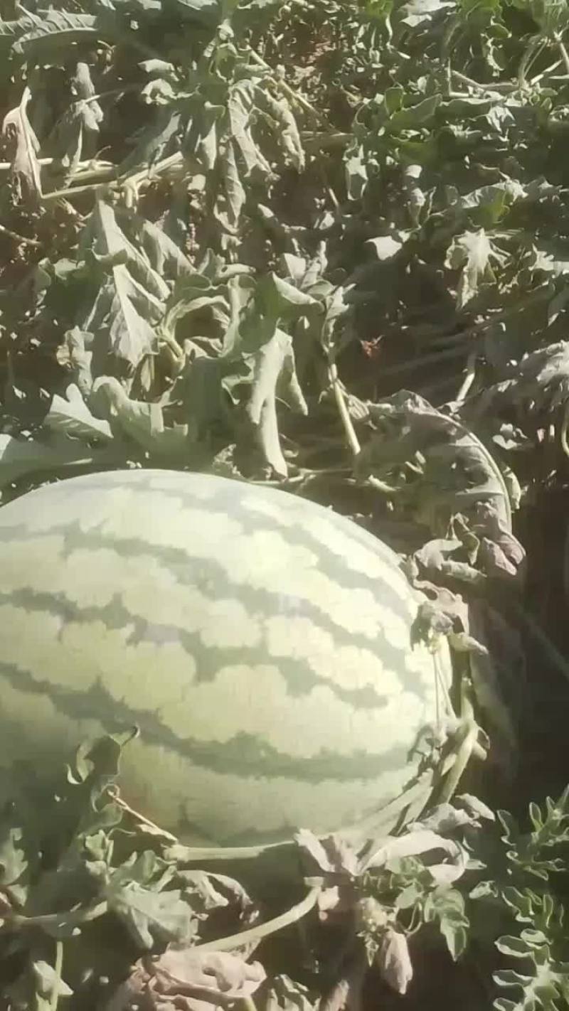 新疆哈密西瓜
