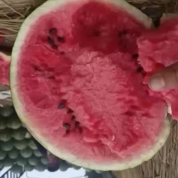 庆红999