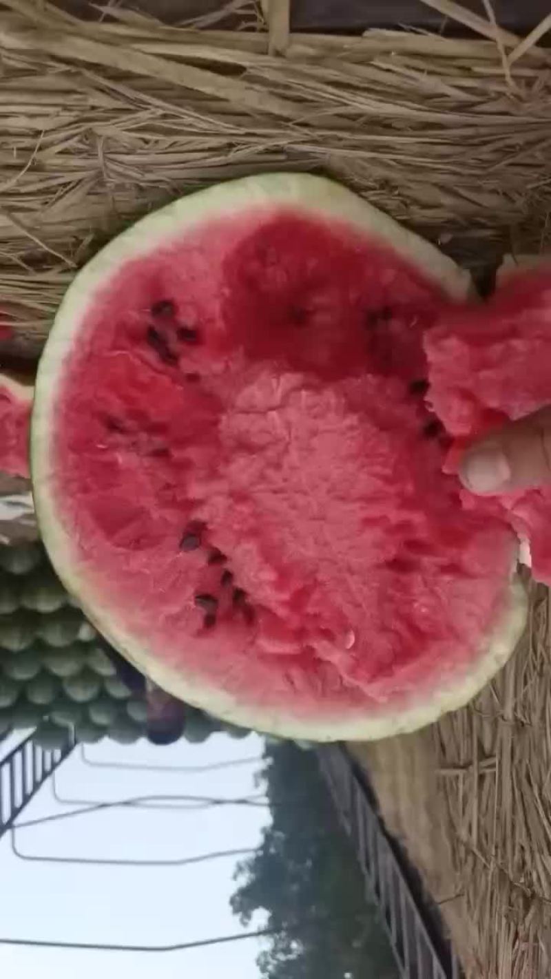 庆红999
