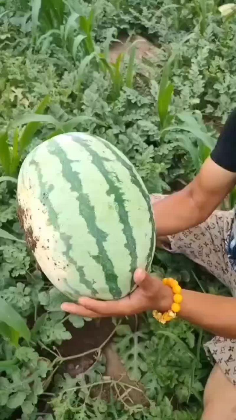 庆红999