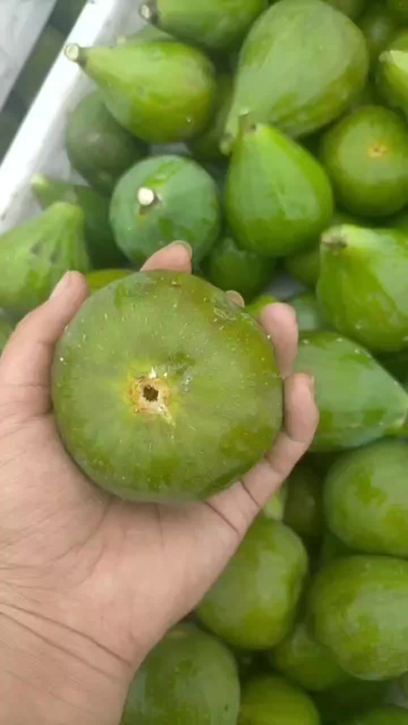青皮无花果荣成