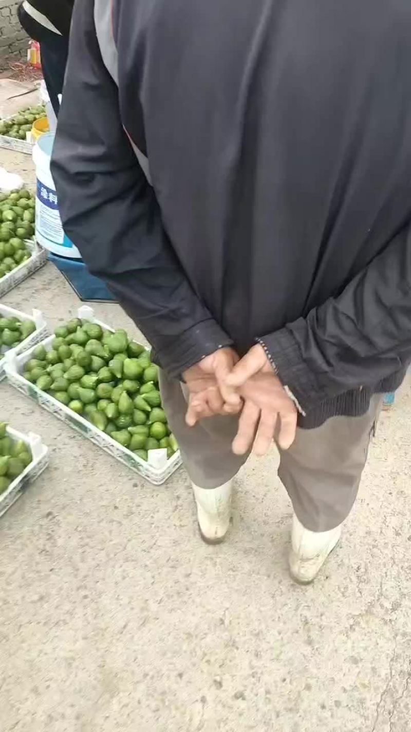 青皮无花果荣成