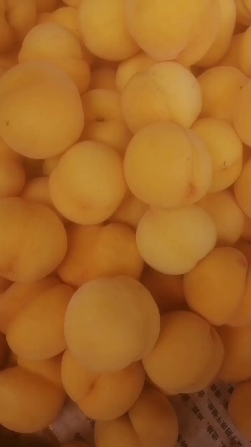 锦香黄桃大量上市了