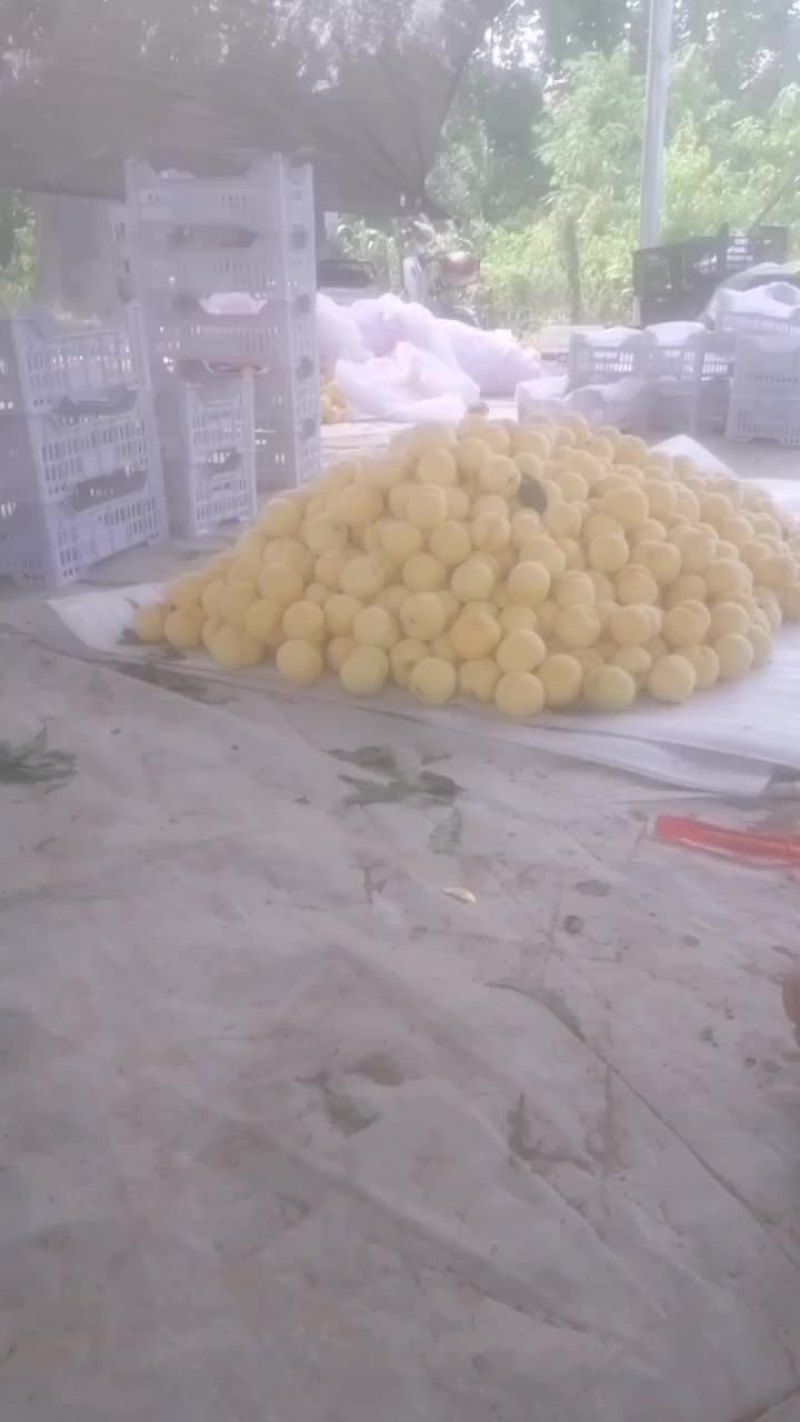 锦香黄桃大量上市了