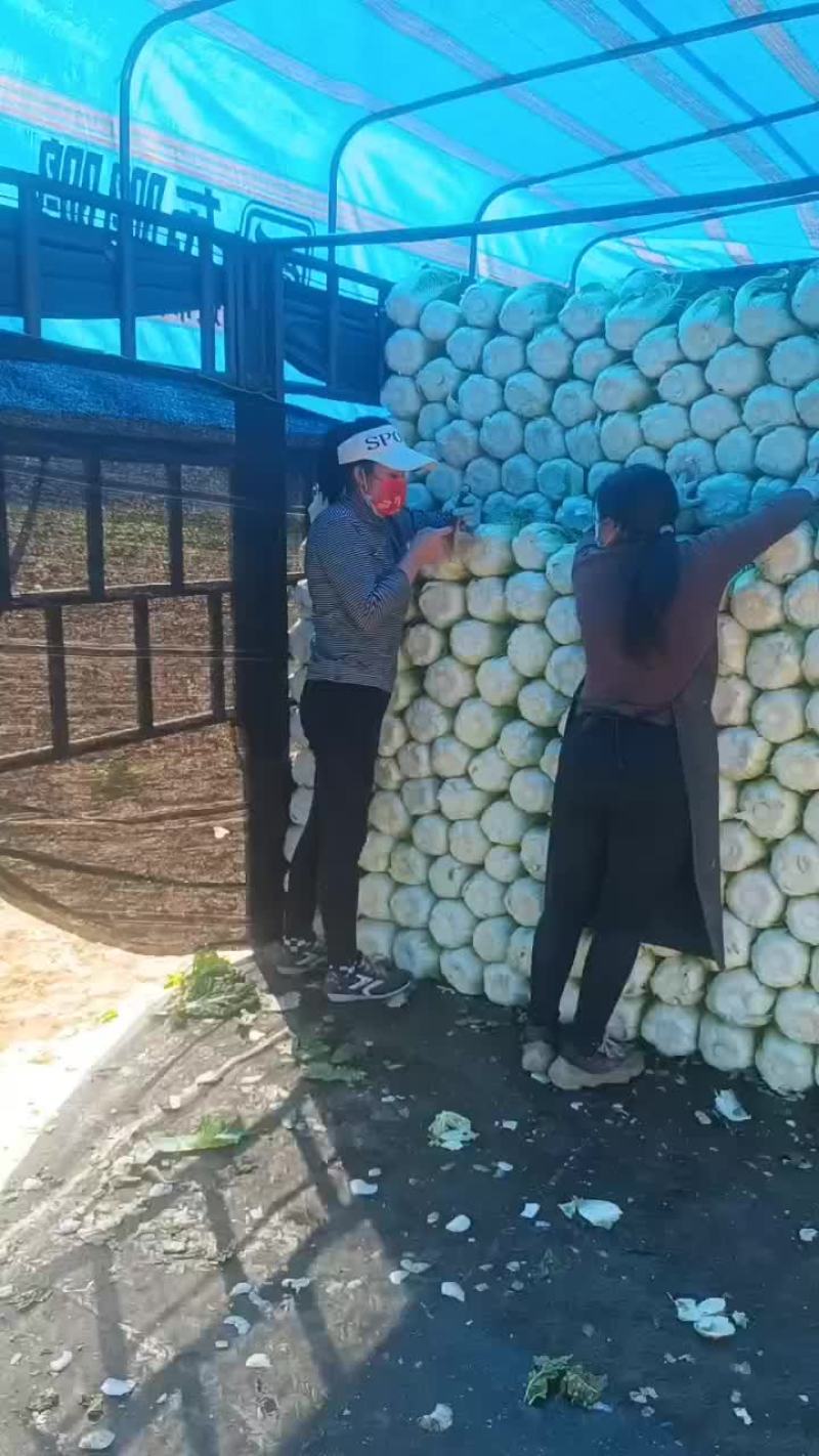 玲珑黄大白菜，甘蓝