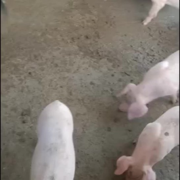 精品良杂仔猪