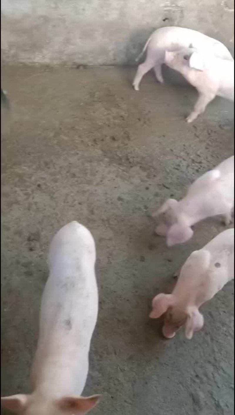 精品良杂仔猪