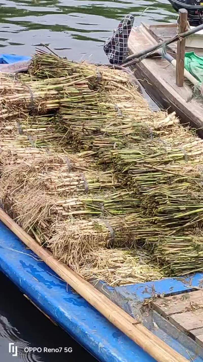 芦苇苖装车中