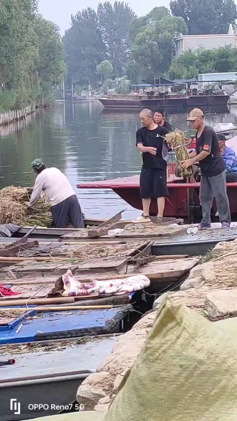 芦苇苖装车中