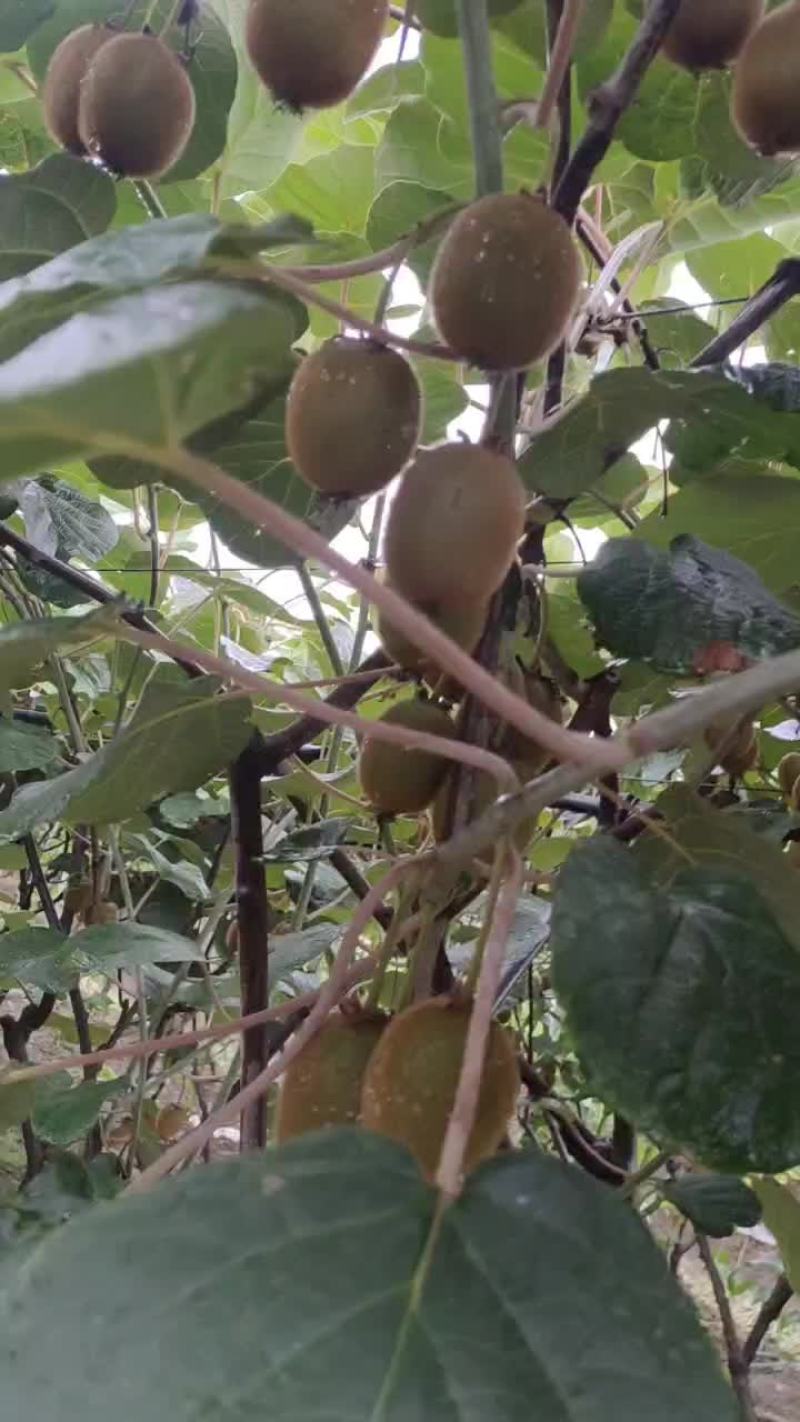 周至猕猴桃